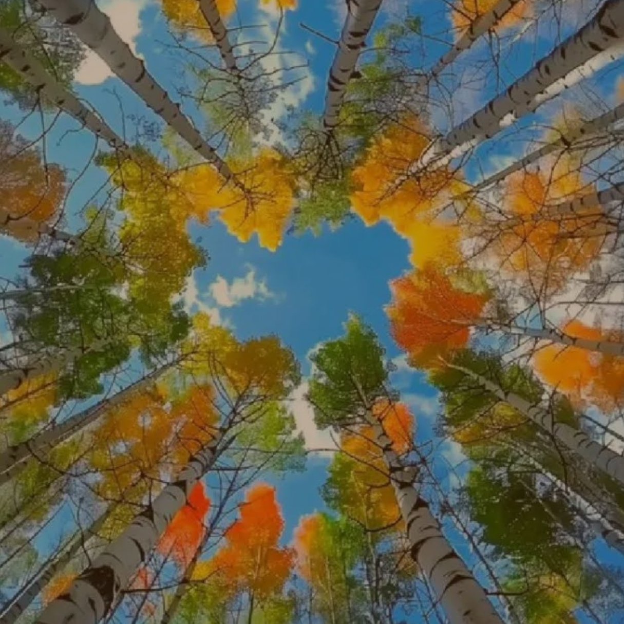 Photo d'arbres aux couleurs d'automne, vue du sol vers la cime et le ciel pour une introspection tout en s'ouvrant au grand tout avec collaure.com.