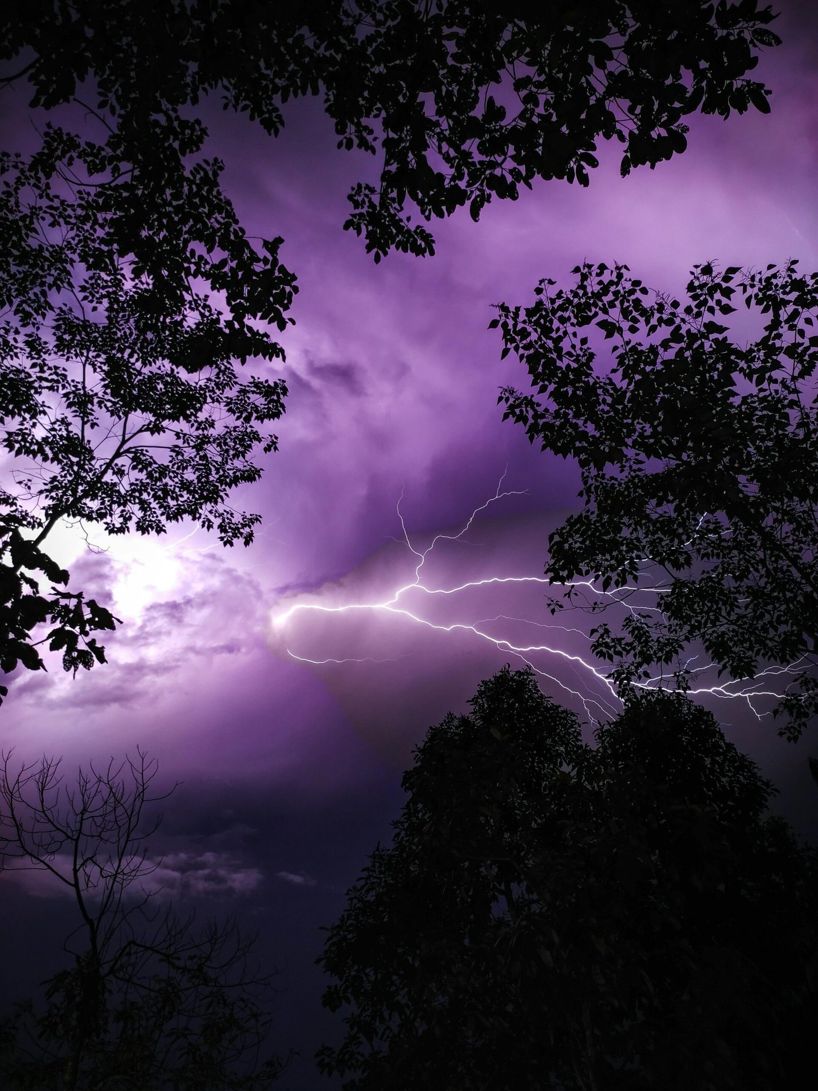 Transformation - éclairs Photo d'éclairs violets à travers les arbres dans la nuit